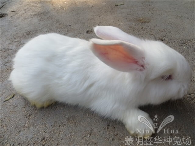 飼養長毛兔的基礎技術