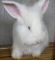 長毛兔拔毛技術介紹