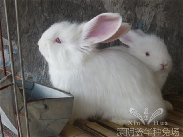 養(yǎng)殖長毛兔有哪些需要注意的關(guān)鍵要點？