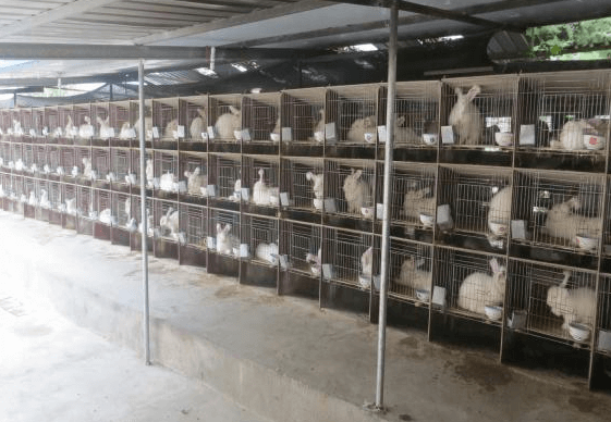 蒙陰長毛兔春繁期的飼養管理