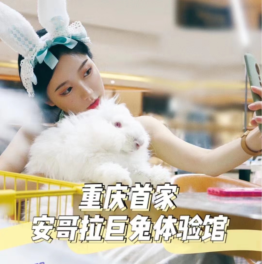 安哥拉長(zhǎng)毛兔幼兔的養(yǎng)殖管理
